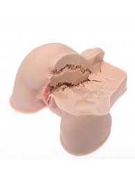 Мастурбатор-полуторс Naked Factory Kate - Naked Factory - в Камышине купить с доставкой